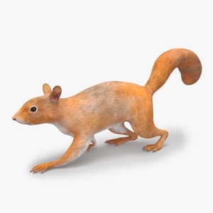 3D Red Squirrel Rigged for Maya model