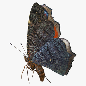 3D Aglais io Butterfly Flying Pose