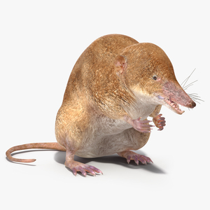 Mole-like Mammal Shrew Rigged 3D model