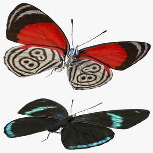 Diaethria Clymena Butterfly 3D