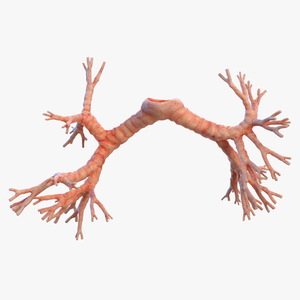 3D Human Bronchi model