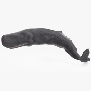 Physeter Macrocephalus Diving Pose 3D model