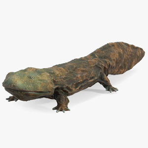 3D model Chinese Giant Salamander Light