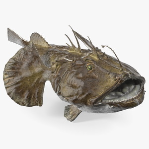 Lophius Piscatorius 3D model