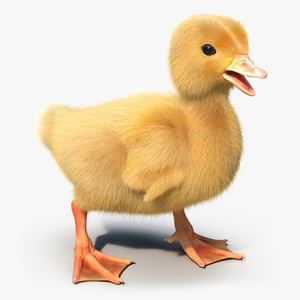 3D model Duckling Rigged