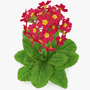 Primula Vulgaris Red Fur 3D model