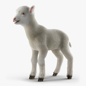 3D Lamb with Fur model