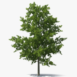 3D model Oak Tree