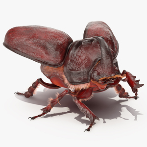 Rhinoceros Beetle Oryctes Nasicornis with Fur Rigged 3D