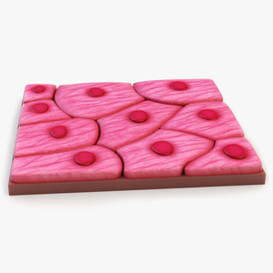 Squamous Epithelium for 3D Print 3D