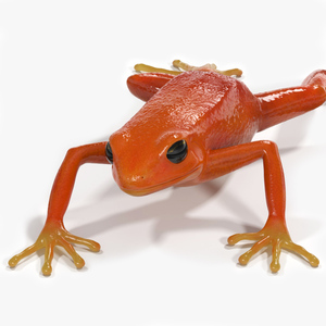 3D Mantella Frog model