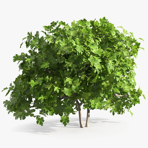 Fig Tree Two Trunks 3D model