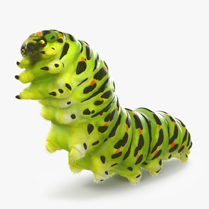 Caterpillar Rigged with Fur 3D