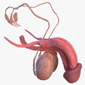 Male Reproductive System 3D model