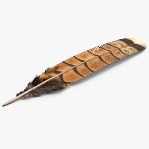 3D Ruffed Grouse Feather