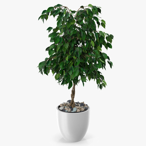 Ficus Benjamina Weeping Fig in Pot 3D model