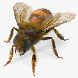 Apini Honey Bee Fur 3D model