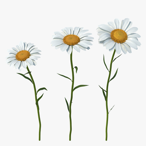 Leucanthemum Vulgare Flowers Set 3D