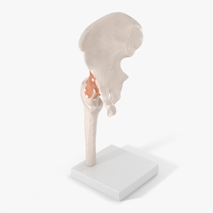 Hip Joint 3D model