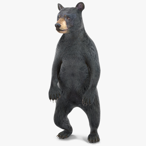 3D model Standing Young Black Bear