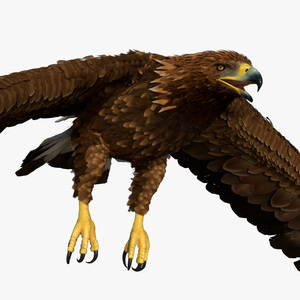 Golden Eagle Flying 3D model