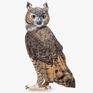 3D model Great Horned Owl Standing Pose