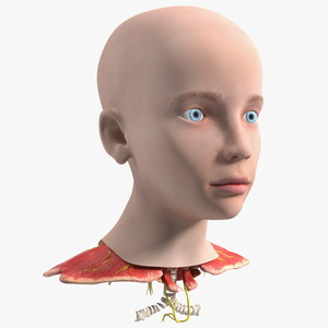 Girl Head Anatomy 3D