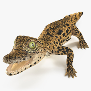 Baby Crocodile Dark Color Rigged 3D
