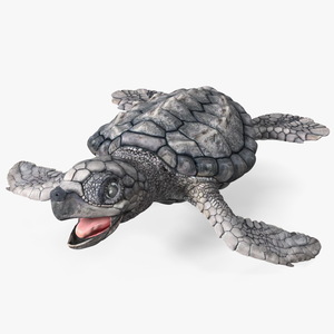 Baby Sea Turtle Gray Rigged 3D