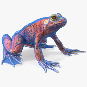 3D Frog Anatomy Complete Body Transparent Skin model