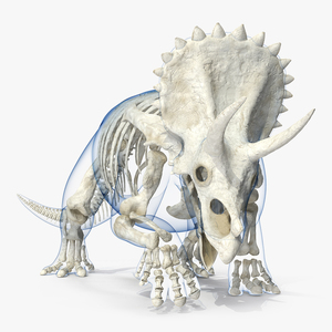 Triceratops Skeleton with Transparent Skin Rigged 3D model