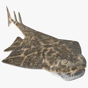 Angel Shark Rigged for Maya 3D