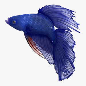 3D Blue Betta Fish Rigged for Cinema 4D