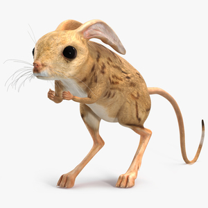 Desert Jerboa Rigged for Cinema 4D 3D model