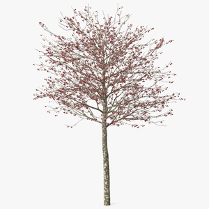 Winter Cockpur Hawthorn Small with Berries 3D