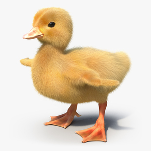 3D model Duckling