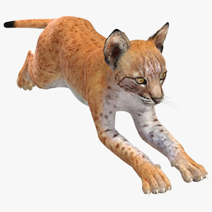 Lynx Cub in Jumping Pose 3D model