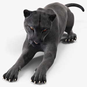 Black Panther Lying Down 3D model