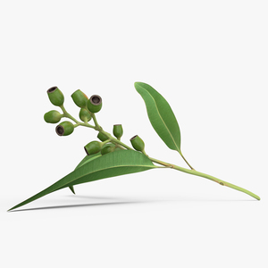 3D Eucalyptus Stem with Leaves and Seed Pods