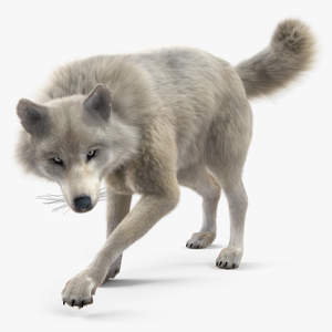 Arctic Wolf Fur Rigged 3D