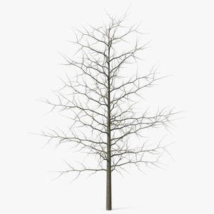 3D model Winter Bare Oak Tree