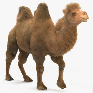 3D Bactrian Camel Walking Pose Fur