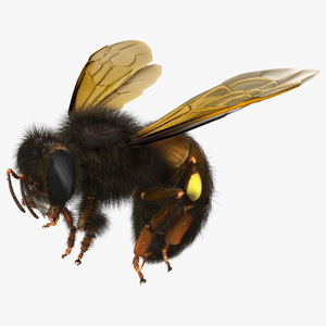 Honeybee Fur 3D