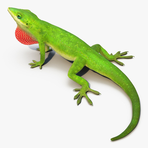 3D Carolina Anole Lizard Pose 2 model