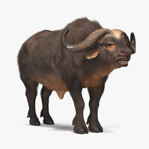 3D model Syncerus Caffer African Buffalo with Fur