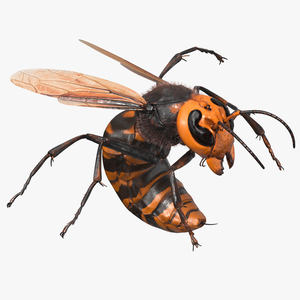 Northern Giant Hornet Fur Attack Pose 3D