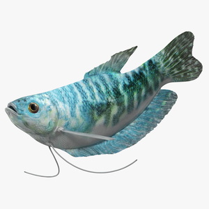 Blue Opaline Gourami Fish Rigged 3D