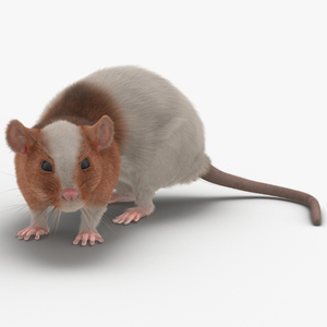 Rat 3 Pose 5 3D