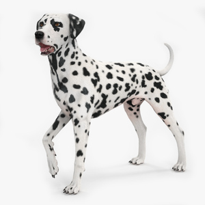 Spotted Standing Dalmatian Dog Fur 3D model