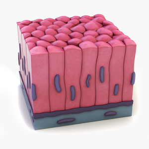 Columnar Epithelium 3D model